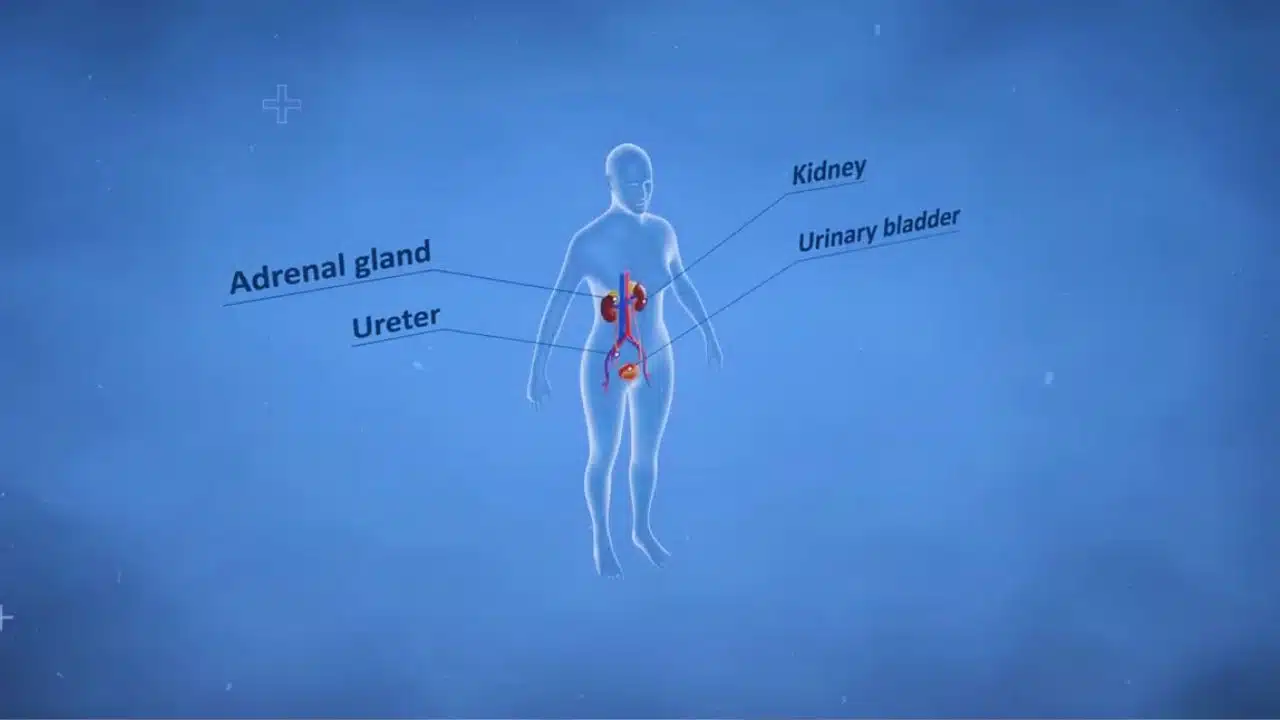 SGLT2 Inhibitors Deliver Strong Kidney and Heart Protection Globally