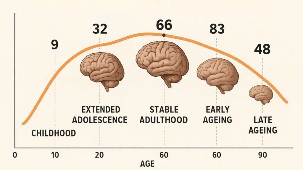 Scientists Identify Five Brain Eras That Shape the Human Lifespan