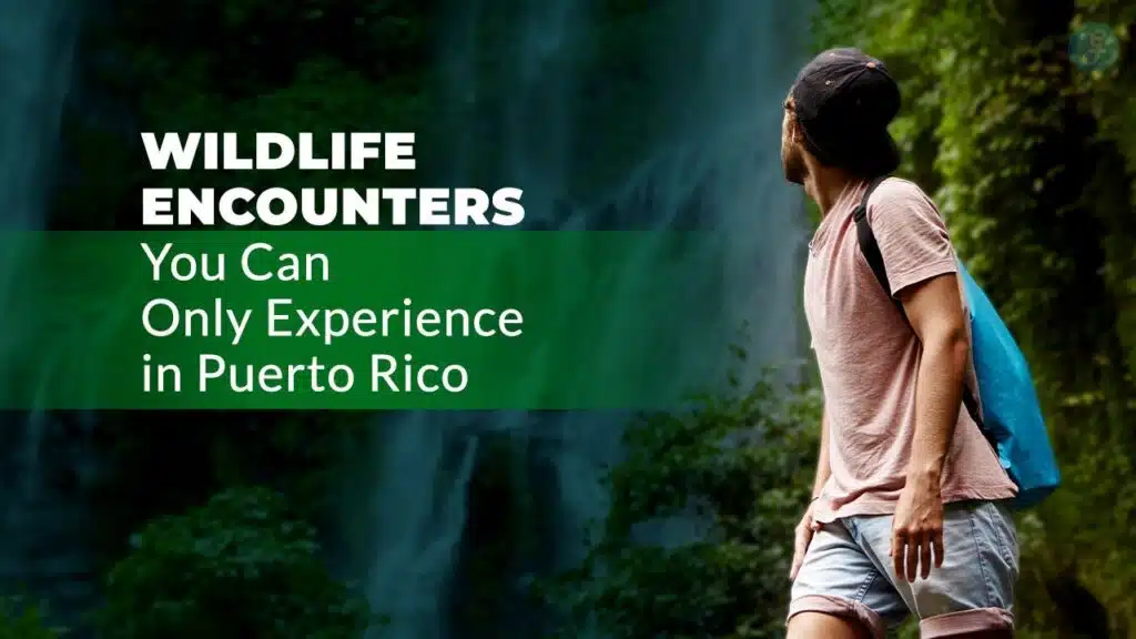 Wildlife Encounters You Can Only Experience in Puerto Rico