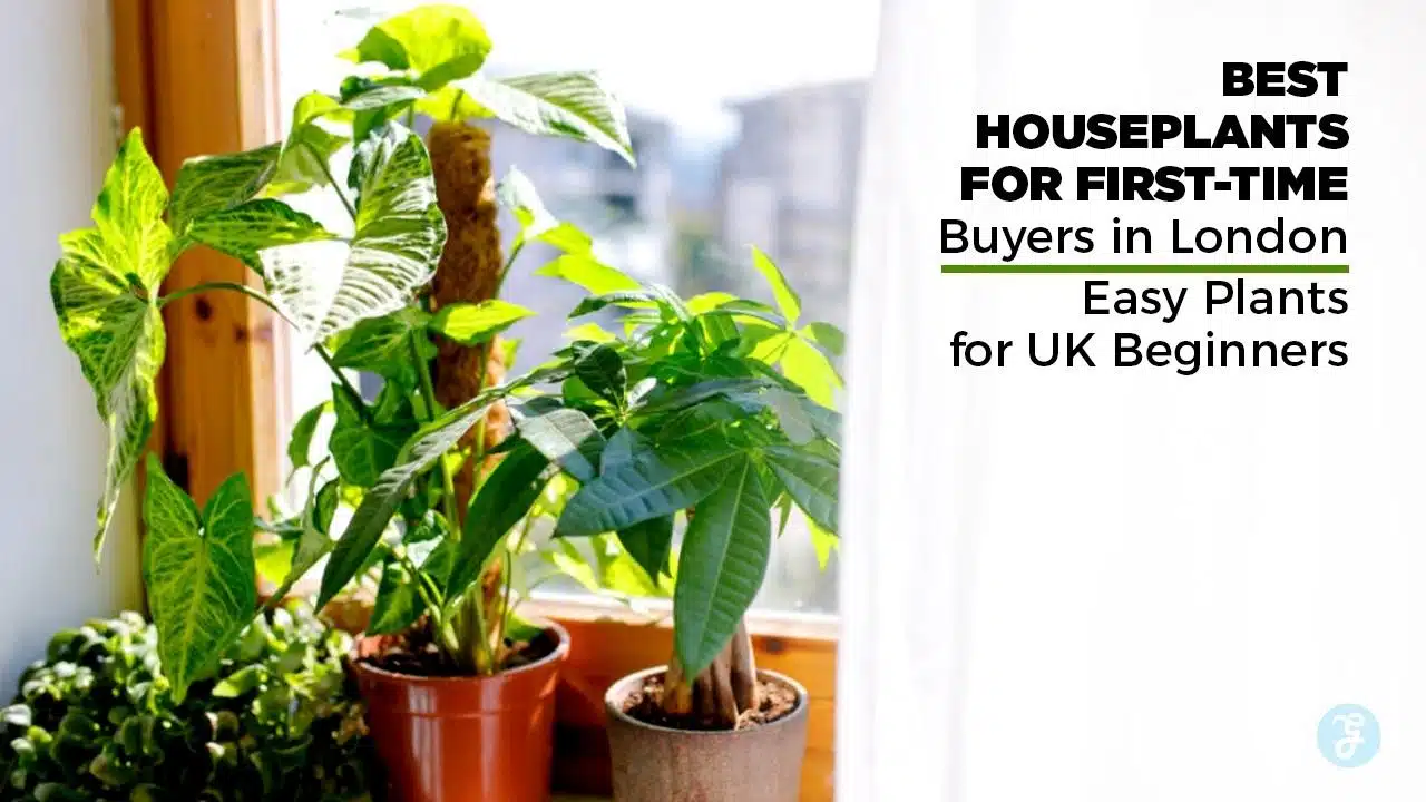 best houseplants for first-time buyers in London