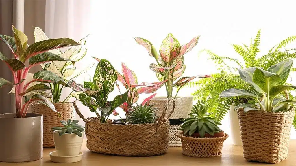 best houseplants for first-time buyers in London