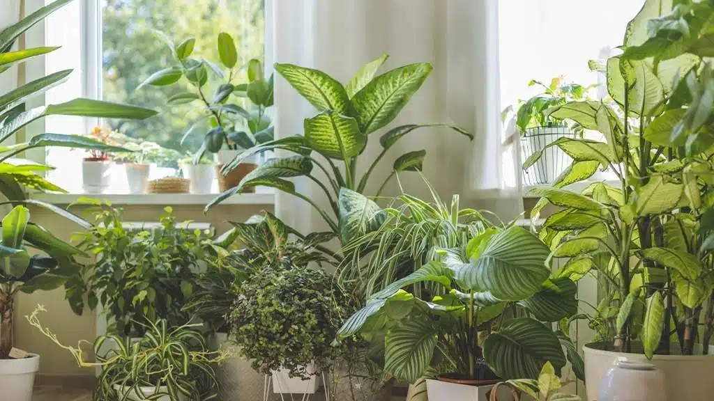 best houseplants for san francisco homeowners