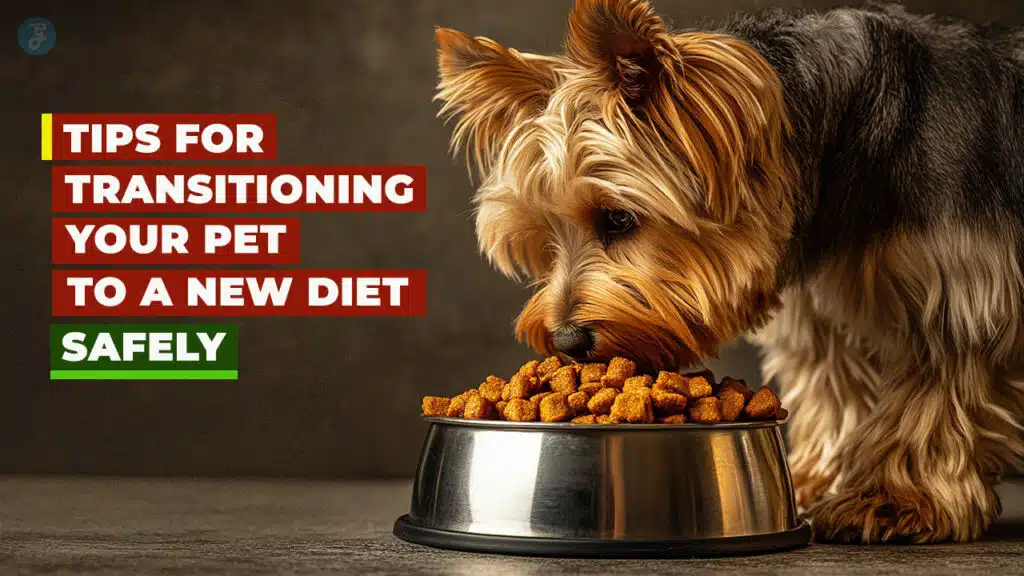transitioning your pet to a new diet safely
