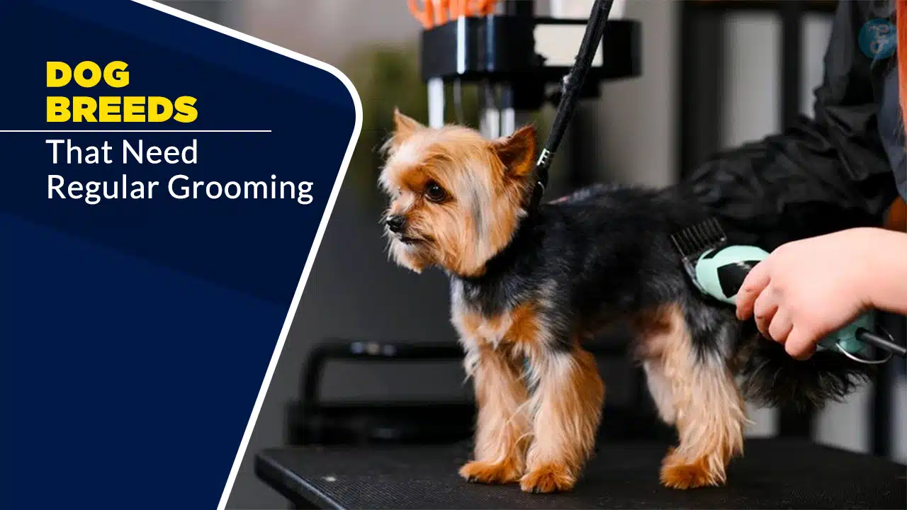9 Dog Breeds That Need Regular Grooming (And How Often!)