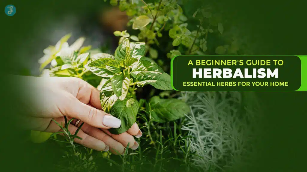 A Beginner's Guide to Herbalism 7 Essential Herbs for Your Home