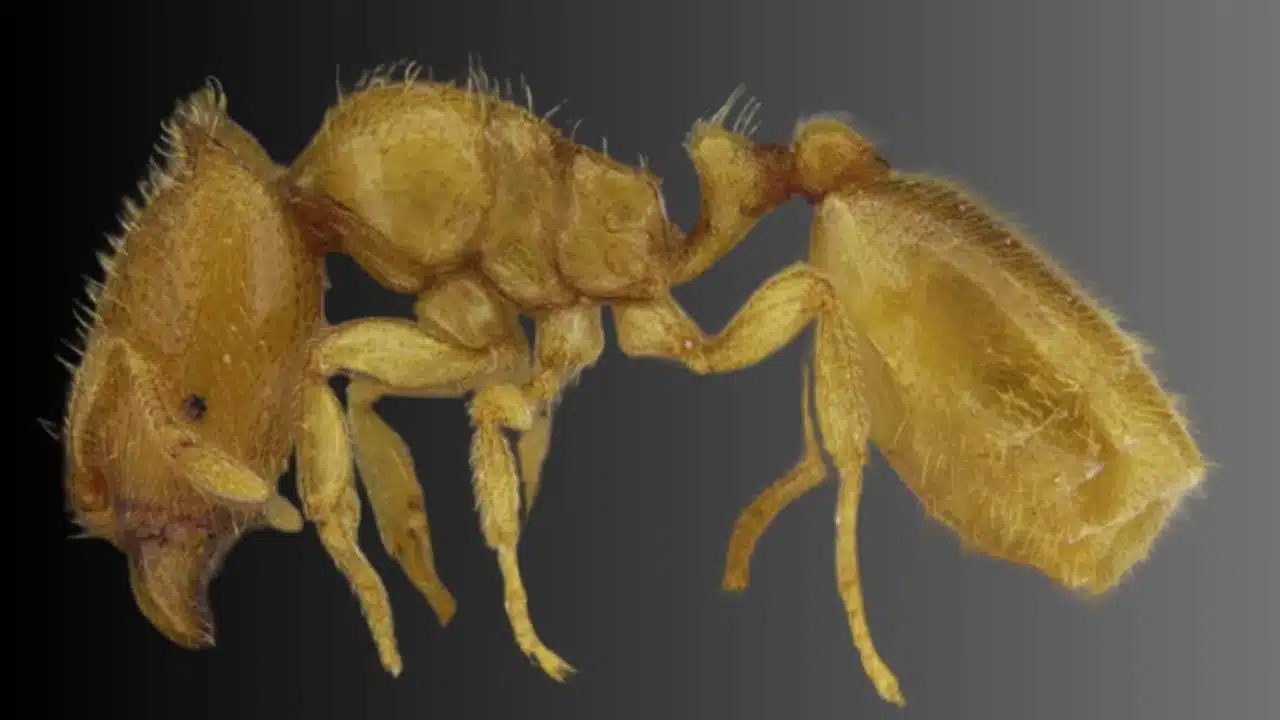 New Sharjah Ant Discovery Rare Carebara Sharjahensis Found in UAE
