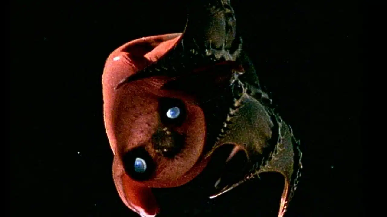 vampire squid genome