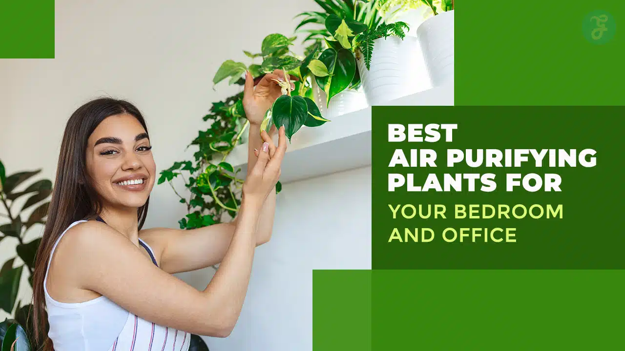 15 Best Air Purifying Plants for Your Bedroom and Office