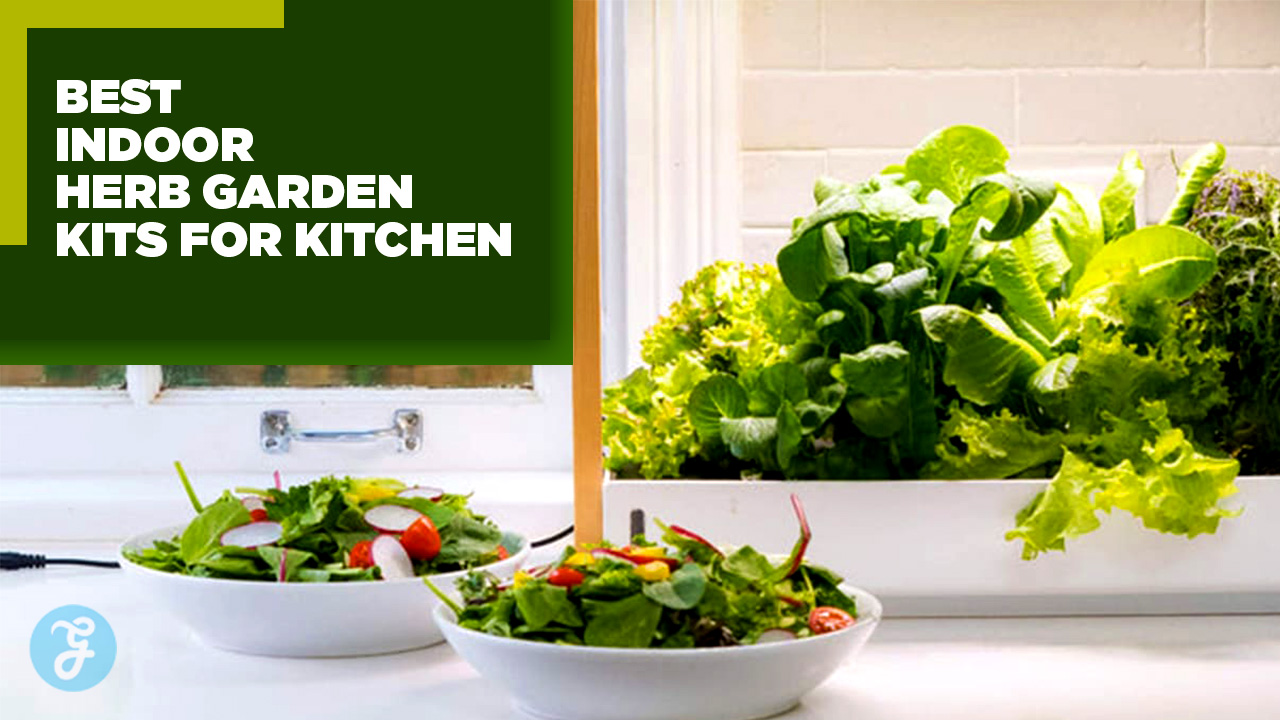 best indoor herb garden kits for your kitchen