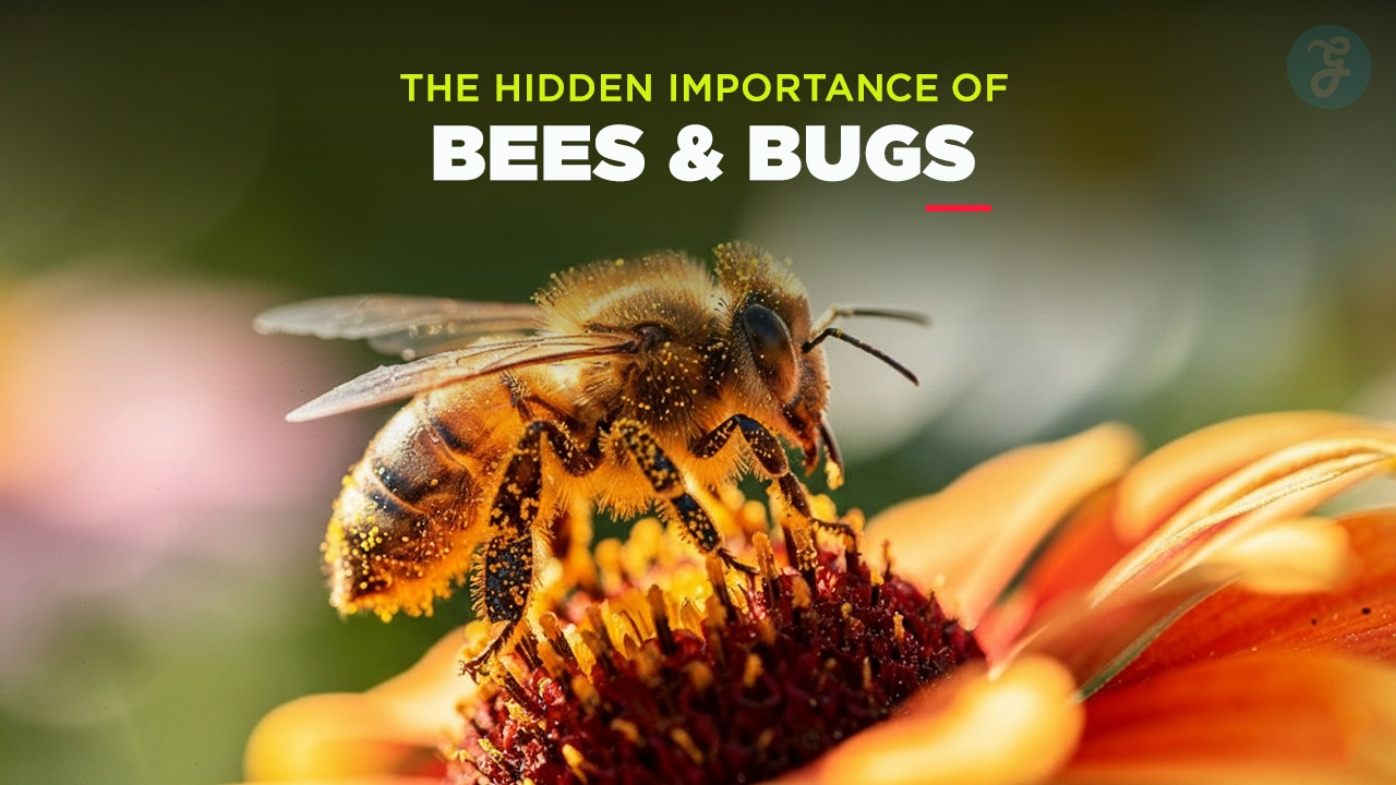 Biodiversity Loss Why Bees and Bugs Matter More Than Polar Bears