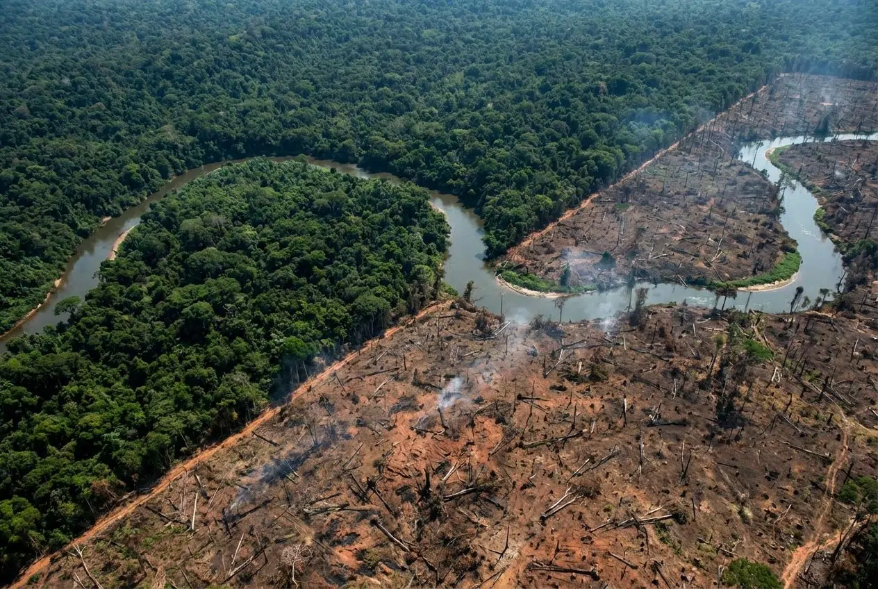 Environmental Impacts of Deforestation