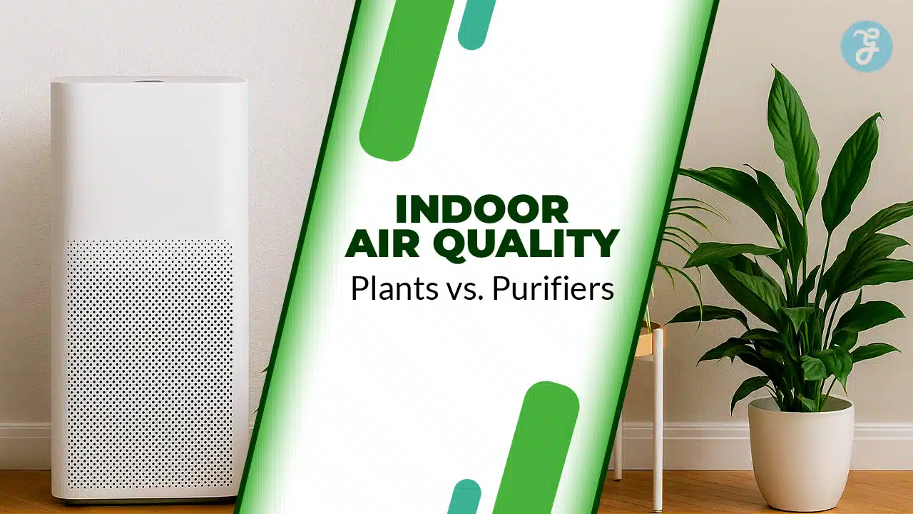 Indoor Air Quality Plants vs. Purifiers