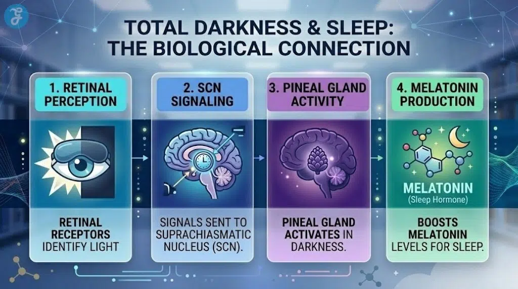 A 16:9 professional landscape infographic titled 'TOTAL DARKNESS & SLEEP: THE BIOLOGICAL CONNECTION'. Four distinct numbered panels explain the process from RETINAL PERCEPTION to brain signaling (SCN and Pineal Gland), and finally to boosted MELATONIN PRODUCTION. The style uses deep blues and purples with modern icons and glowing accents.