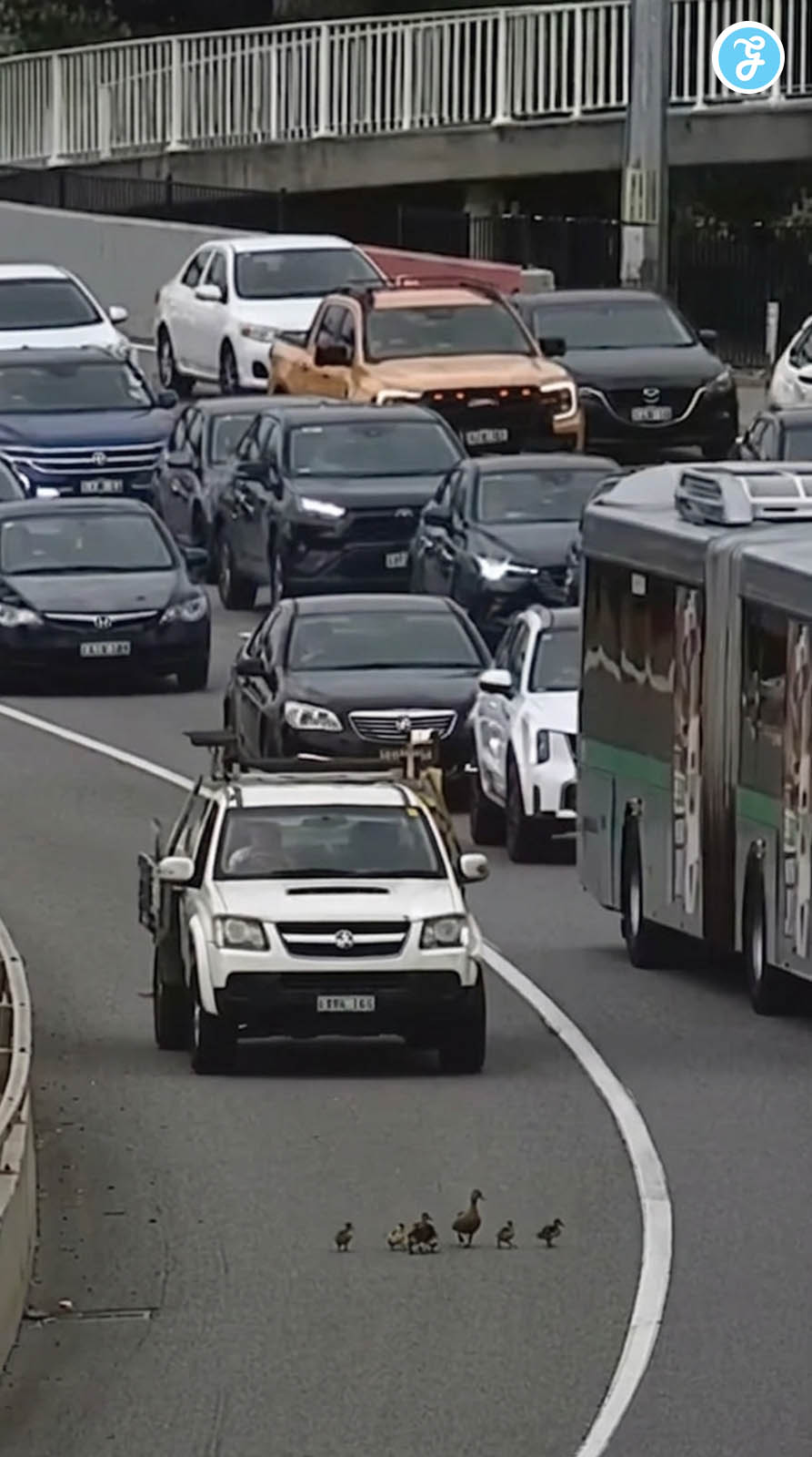 Highway Pause: The Duck Family Crossing