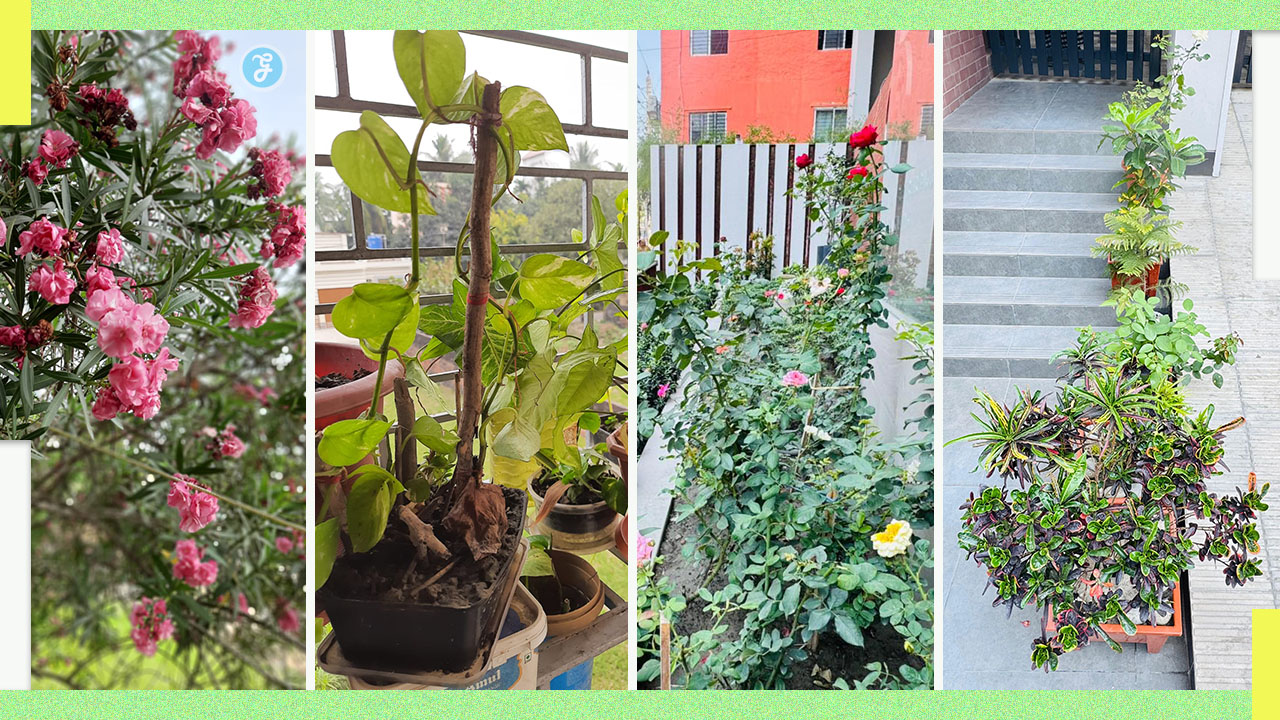 Urban Gardening for Mental Health