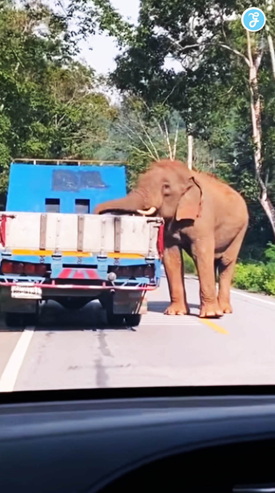 Thailand Elephant: The Gentle Extortionist