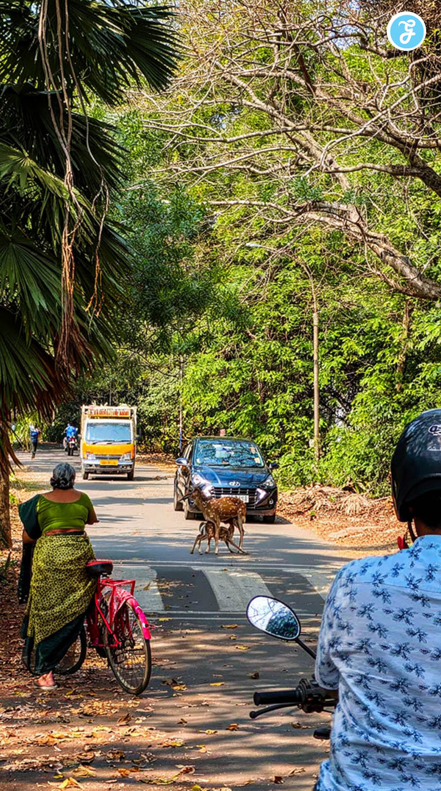 The IIT Madras Deer: Sanctuary in the Concrete Jungle