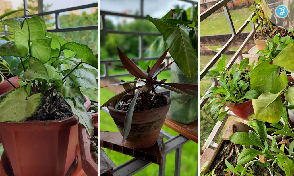 Urban Gardening in Kolkata