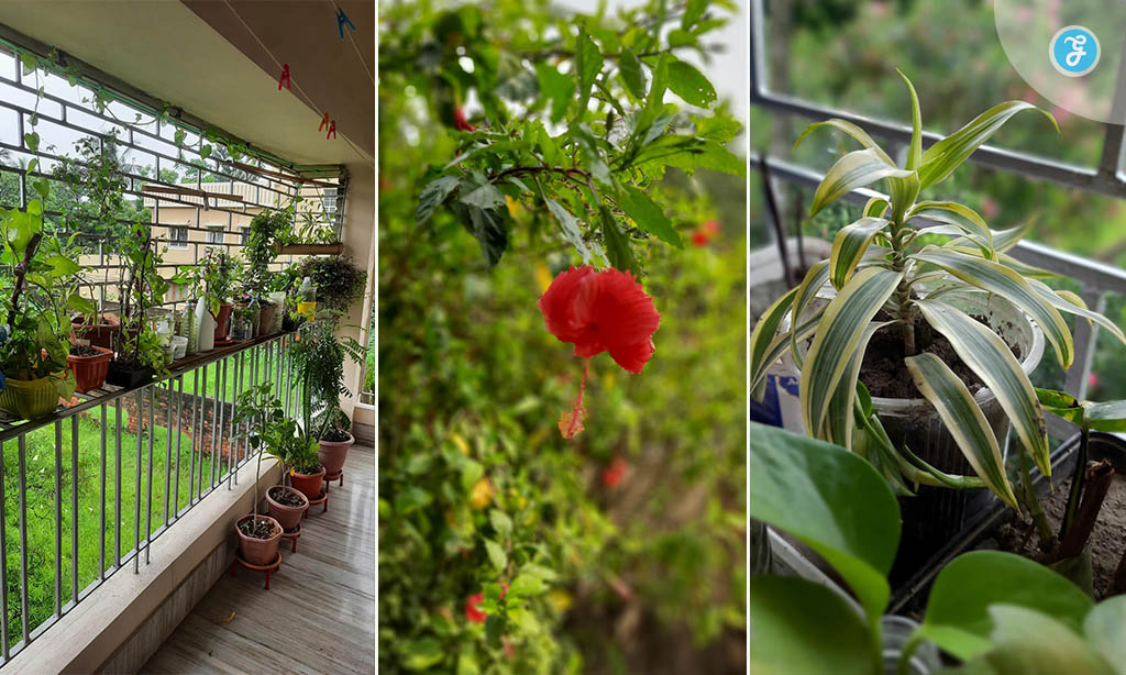 Urban Gardening in Kolkata